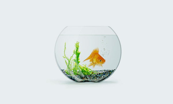 do you need a small fishes in aquariums?